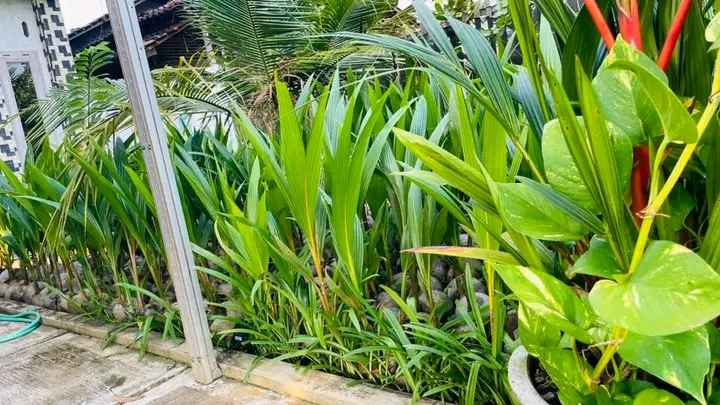 Bibit Kelapa Kopyor Hibrida